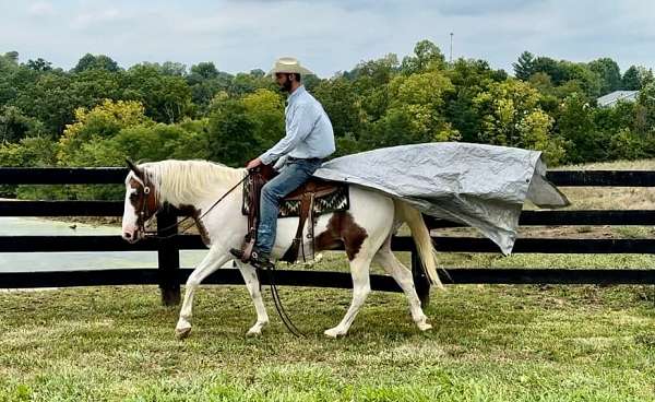 flashy-quarter-horse