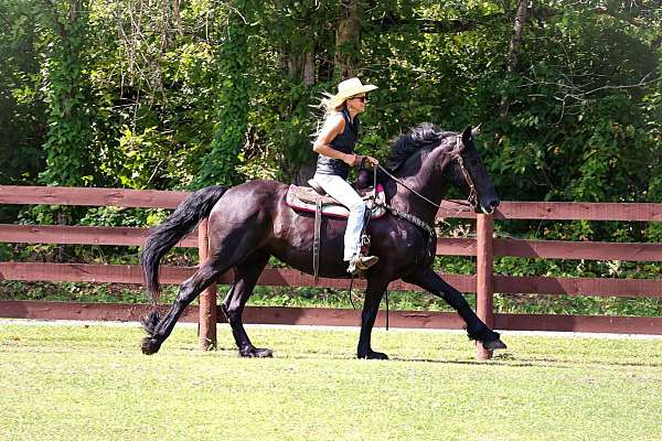 clam-gelding