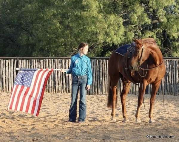 adorable-quarter-horse