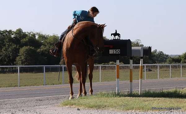 all-quarter-horse