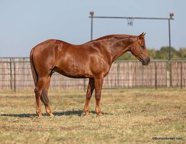 all-around-quarter-horse