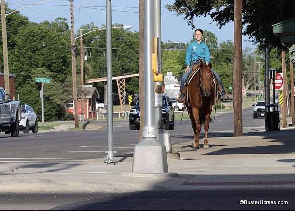 around-quarter-horse