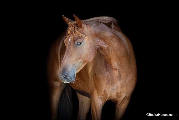 athletic-quarter-horse