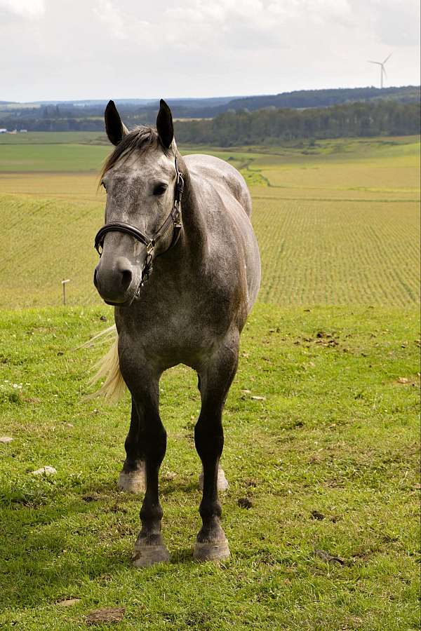 blazer-horse-gelding