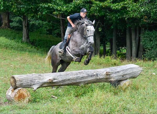 ranch-work-quarter-horse