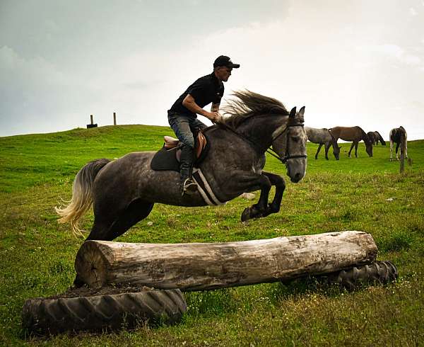 red-roan-blaze-horse