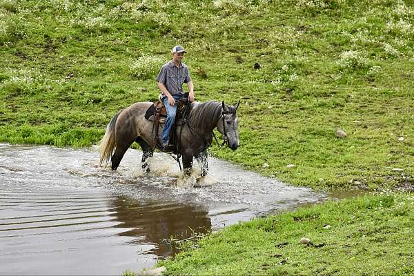 and-loads-quarter-horse