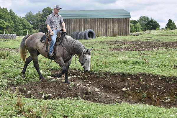 anyone-quarter-horse