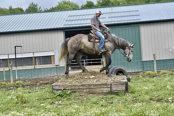 arena-quarter-horse