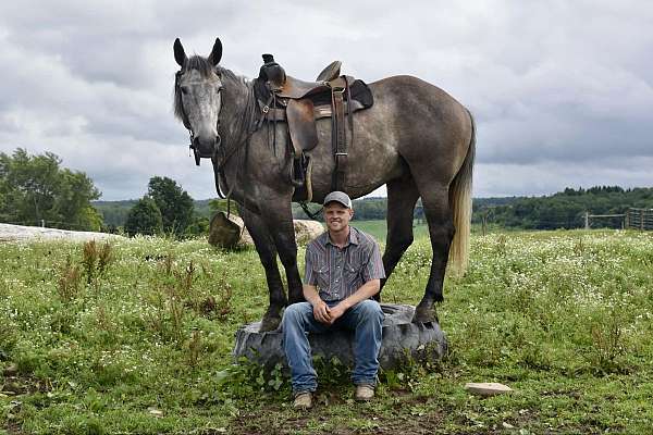 athletic-quarter-horse