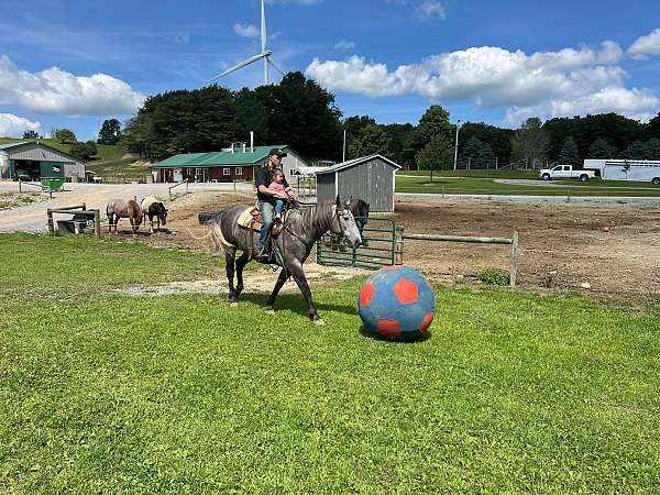 barrel-horse-prospect-quarter