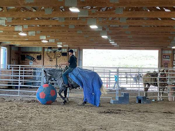 barrel-prospect-quarter-horse