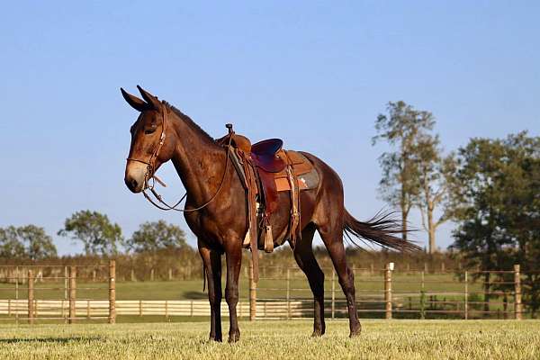 buckskin-socks-horse