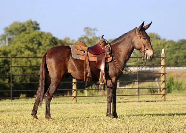 ranch-work-quarter-horse