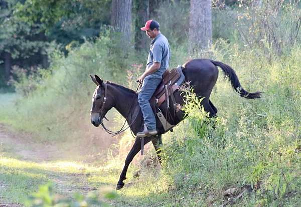 trail-quarter-horse