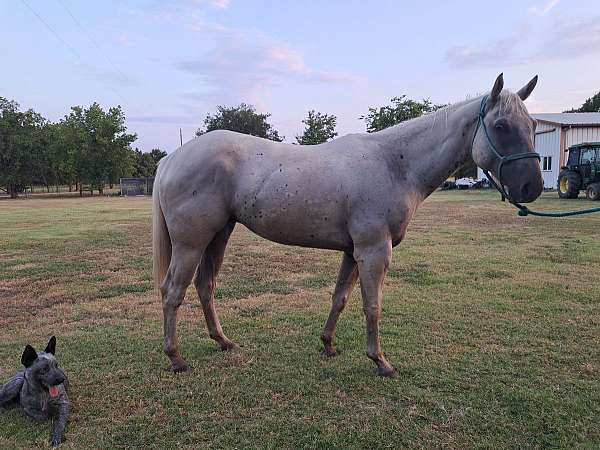 palomino-quarter-horse-gelding