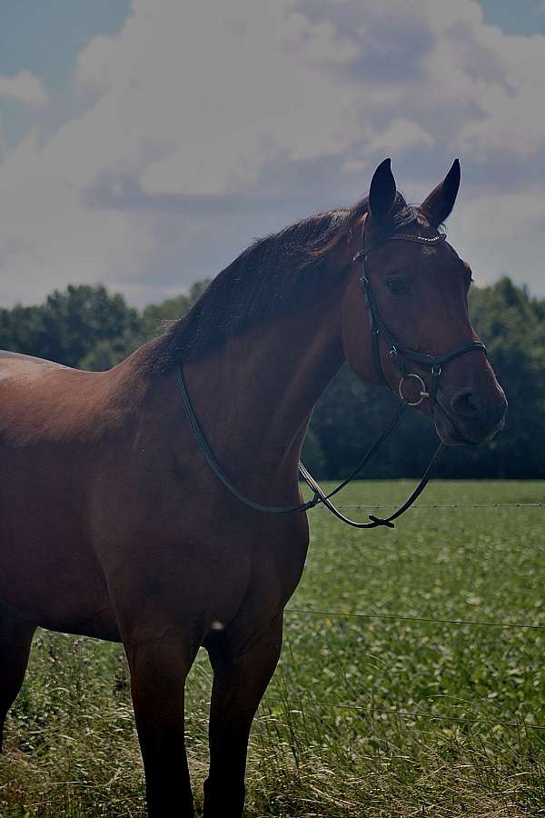 working-equitation-dutch-warmblood-horse