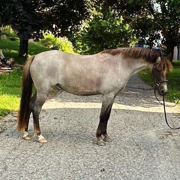 finish-welsh-pony