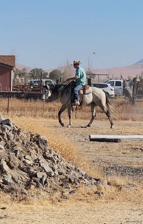 big-boy-quarter-pony