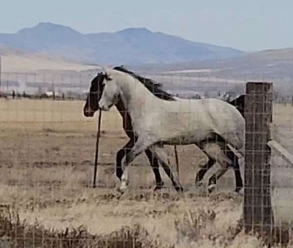 power-house-quarter-pony