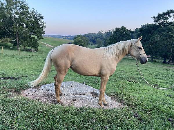 heritage-challenge-program-quarter-horse