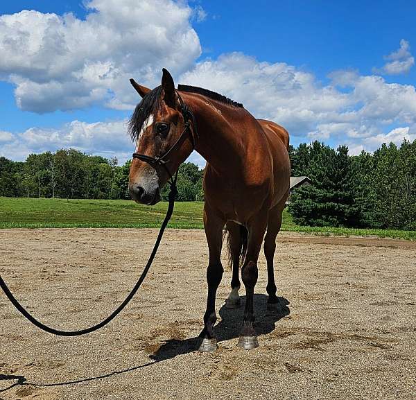 dressage-trail-riding-mustang-horse