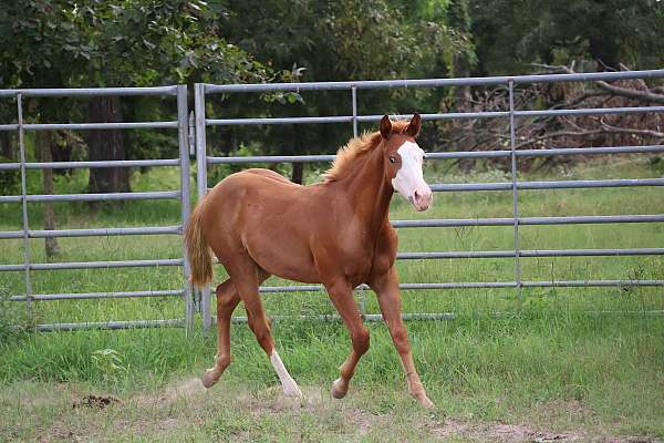 all-around-quarter-horse