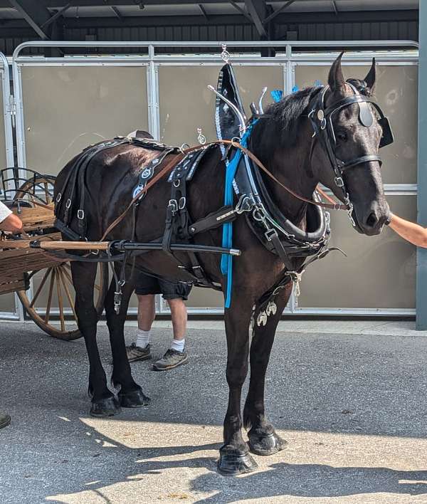 confirmed-percheron-horse