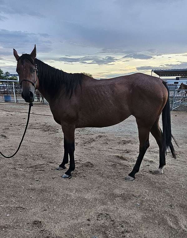 bay-aqha-nfqha-mare-foal