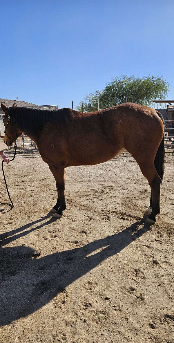 bay-aqha-nfqha-mare-foal