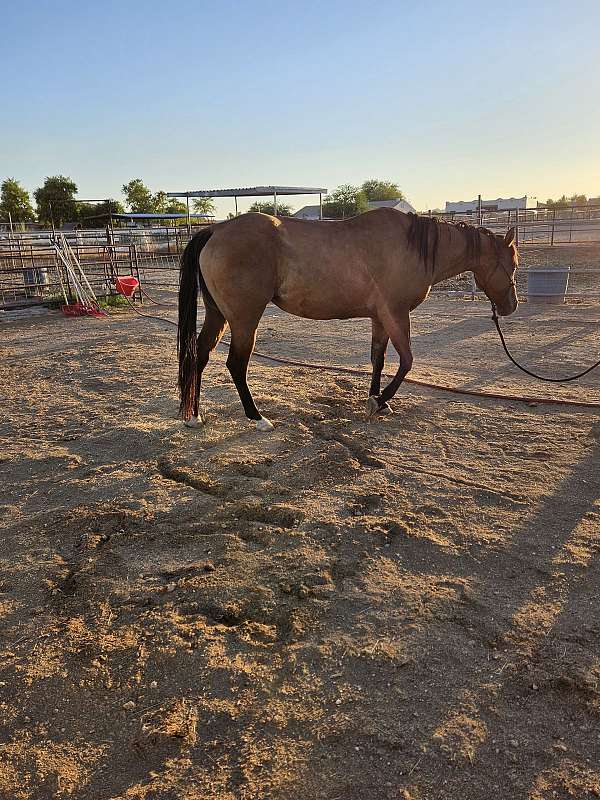 dun-aqha-mare-broodmare