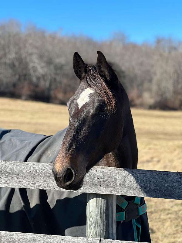 broodmare-prospect-draft-horse