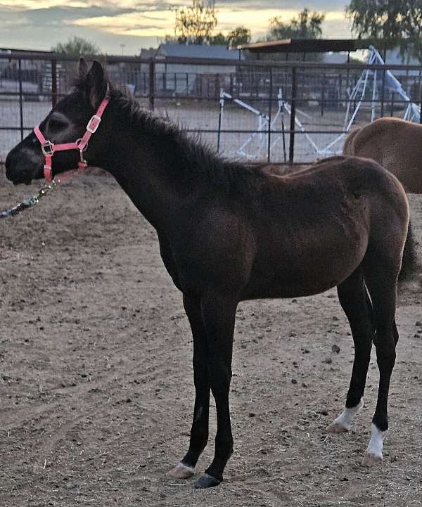 quarter-horse-colt