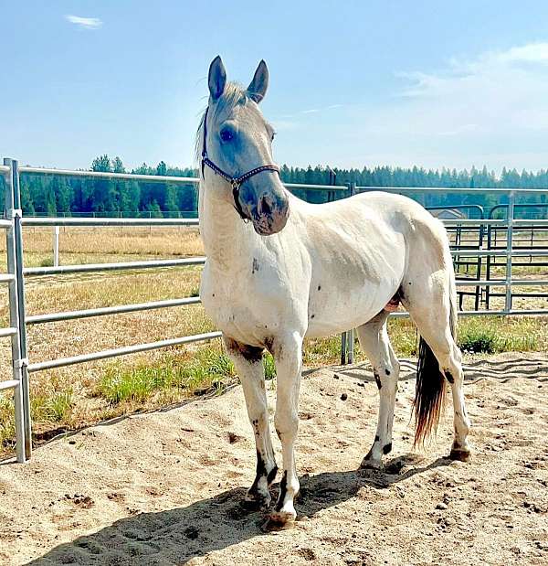 appaloosa-stallion