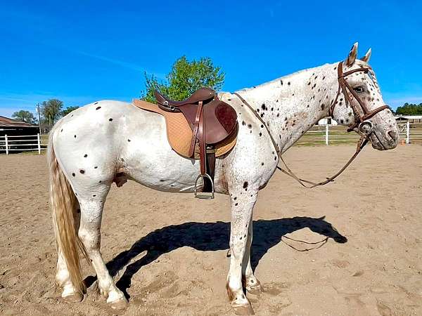 leopard-horse