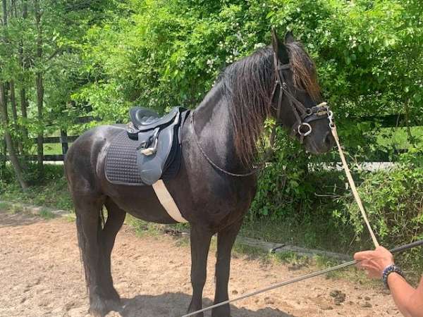 classical-trained-friesian-horse