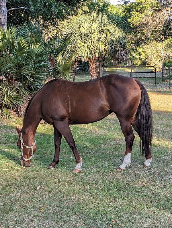 all-around-quarter-horse