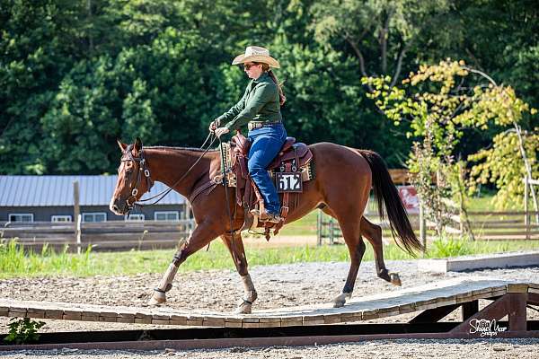 foundation-quarter-horse-gelding