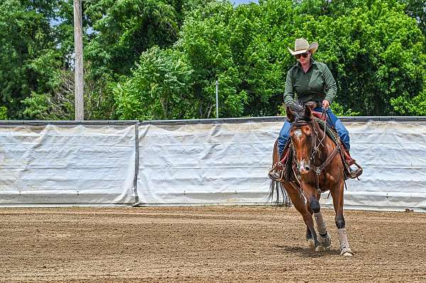 bay-3-white-pasterns-horse