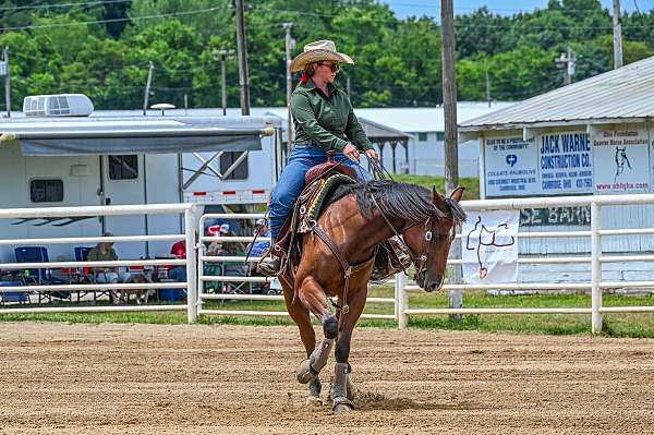 foundation-quarter-horse