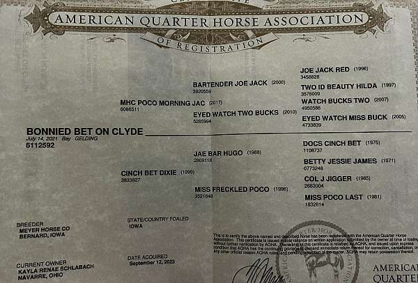 exca-quarter-horse