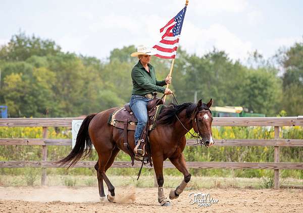 barrel-quarter-horse