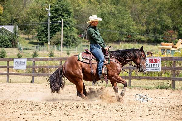 calf-roping-quarter-horse