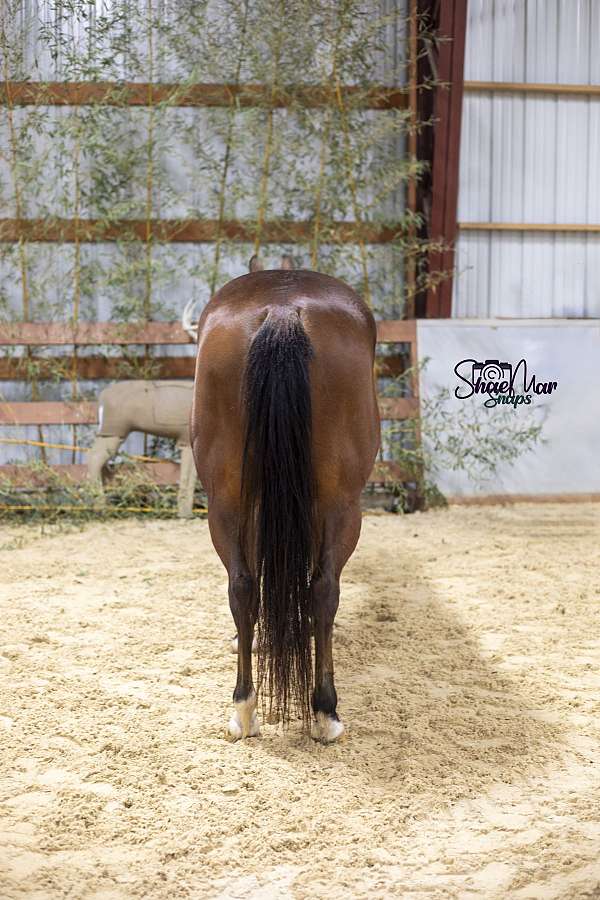 barrel-quarter-horse