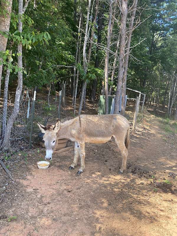 donkey-gelding