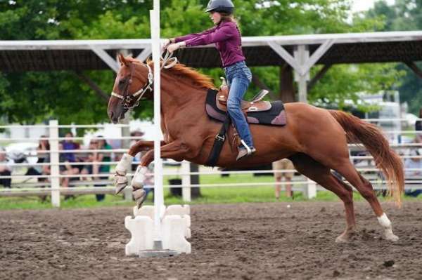 barrel-racing-pole-thoroughbred-horse