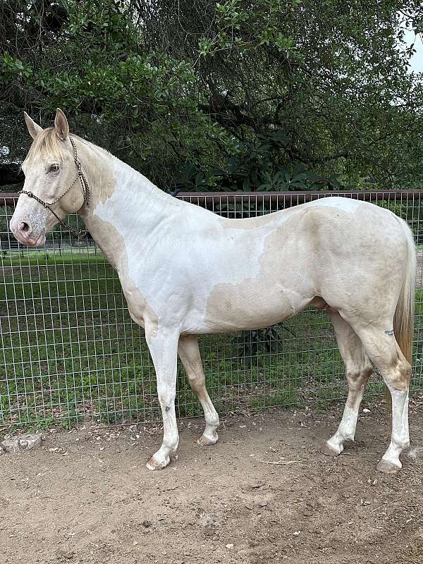 champagne-tobiano-project-stallion-horse