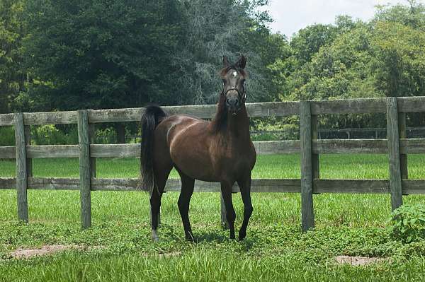 show-working-arabian-half-arabian-horse