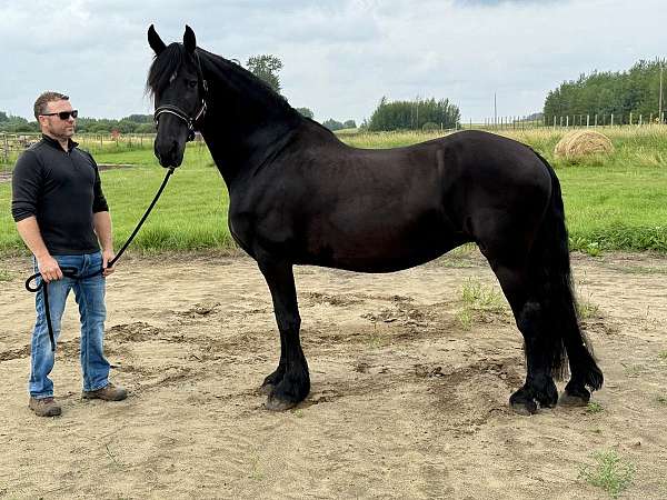 cfha-mare-broodmare