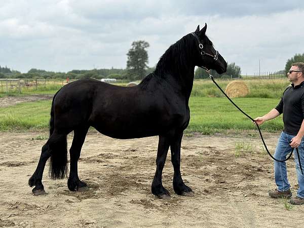 available-friesian-horse